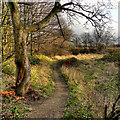 SJ8393 : Hough End Clough by David Dixon