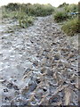 NU2605 : Frozen Sand - Warkworth Beach by Christine Westerback