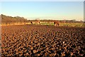 SJ5671 : Field on the Delamere Way by Jeff Buck