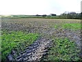 SE0243 : Stubble field with tractor tracks by Christine Johnstone