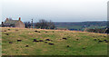 NZ0152 : Field north-west of Cronkley by Trevor Littlewood