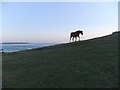 SM7509 : Pony near Wooltack Point, on a midsummer's evening by Stefan Czapski