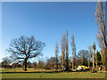 TQ3095 : Felling of Poplar Trees, Oakwood Park, London N14 by Christine Matthews