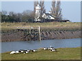 TF4925 : Guy's Head lighthouse on the west bank of the River Nene by Richard Humphrey