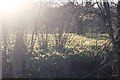 SE6795 : Farndale: wild daffodils by Christopher Hilton