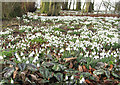 TA1063 : Carpet of snowdrops by Pauline E