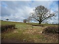 SK1638 : Hedgerow trees in winter by Christine Johnstone