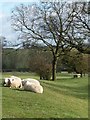 SK2638 : Sheep grazing near Lees Green by Christine Johnstone