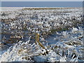 TF4033 : The Wash coast in winter - Fence in the frozen salt marsh by Richard Humphrey