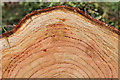 J3268 : Tree rings, Minnowburn, Belfast by Albert Bridge