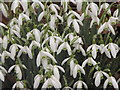 SU7037 : Snowdrops by Colin Smith