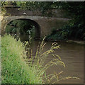 SJ6965 : Canal bank in Middlewich, Cheshire by Roger  D Kidd