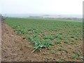 SE7663 : View east across the crop field near Farfield House by Christine Johnstone