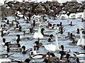 SO7204 : Wildfowl at Slimbridge by David Dixon