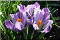 NZ3469 : Crocus by Christine Westerback