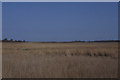 TM3957 : Reedbeds at Snape by Christopher Hilton