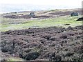 NY9800 : Grouse butts below Barras End by Christine Johnstone