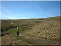 NY8118 : New tree planting, headwaters of Swindale Beck by Karl and Ali