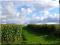 ST5432 : Maize Field near Witherleigh Farm by Nigel Mykura