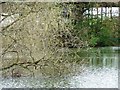 SE3944 : Nesting coot by Christine Johnstone