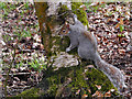 SD8204 : Squirrel at Heaton Park (2) by David Dixon