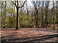 SD8204 : Woodland at Heaton Park by David Dixon