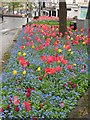 SX9164 : Flowers at Castle Circus, Torquay by Derek Harper