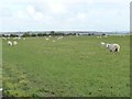 NZ1949 : Sheep and lambs by Christine Johnstone