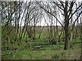 NZ1650 : Silver birches on the north side of Tower Road by Christine Johnstone