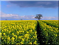 SP2567 : Oilseed-rape at Turkey Farm by Nigel Mykura