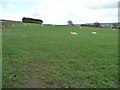 NZ1346 : Sheep on Humber Hill by Christine Johnstone