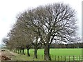 NZ1346 : Avenue of trees along the farm track by Christine Johnstone