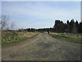 NY7875 : A forest road near Crookbank by Ian S