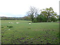 SP3863 : Sheep Pasture Near Welsh Road by Nigel Mykura