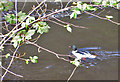 SE0756 : Goosander fishing the Wharfe by Pauline E