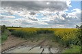 SK8856 : Footpath through Rape Field by J.Hannan-Briggs