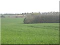 NU0336 : Cereal field with Laverock Law in the background by Graham Robson