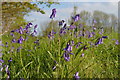 TQ4463 : Bluebells off the London Loop, Farnborough by Christopher Hilton