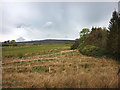 SD5854 : Newly planted trees by Hangington Clough by Karl and Ali