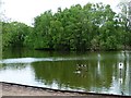 SJ7370 : Mallards perched on a notice, Shakerley Mere by Christine Johnstone