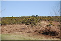 TQ4631 : Gorse heathland, Ashdown Forest by N Chadwick