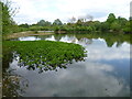 TQ2868 : Seven Island Pond, Mitcham Common by Marathon