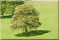 SU7389 : Tree and Shadow, Stonor Park by Des Blenkinsopp