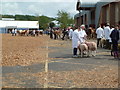 SX9891 : Devon County Show - livestock judging by Chris Allen