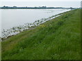 TL4482 : Man before birds - The Ouse Washes at Mepal by Richard Humphrey