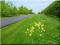 TL1090 : Cowslips in the road verge by Marathon