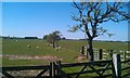 NU0137 : Grassland and sheep near Brownridge by Graham Robson