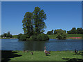 SU9721 : Petworth Park: family of geese by Stephen Craven