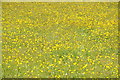 SO2824 : A sea of buttercups by Philip Halling