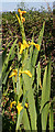 NM7137 : Yellow Flag Iris (Iris pseudacorus) by Anne Burgess